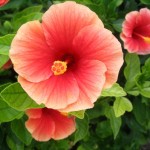 Beautiful Flowers in Cozumel, Mexico